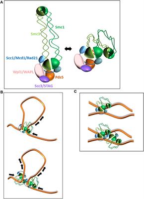 It’s all in the numbers: Cohesin stoichiometry